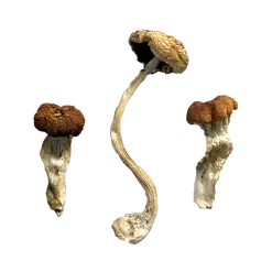 MALAYSIAN