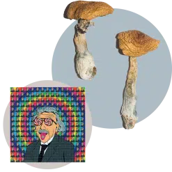 PSYCHEDELICS BUNDLE