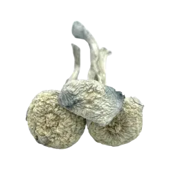 ALBINO ZILLA