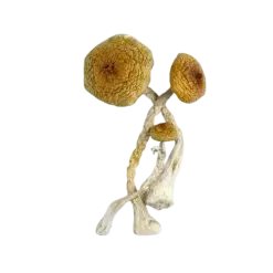 HUALTA